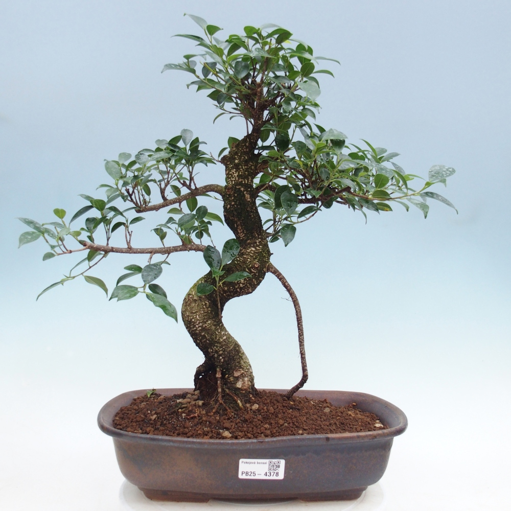 Room bonsai - Ficus retusa - small-leaved ficus