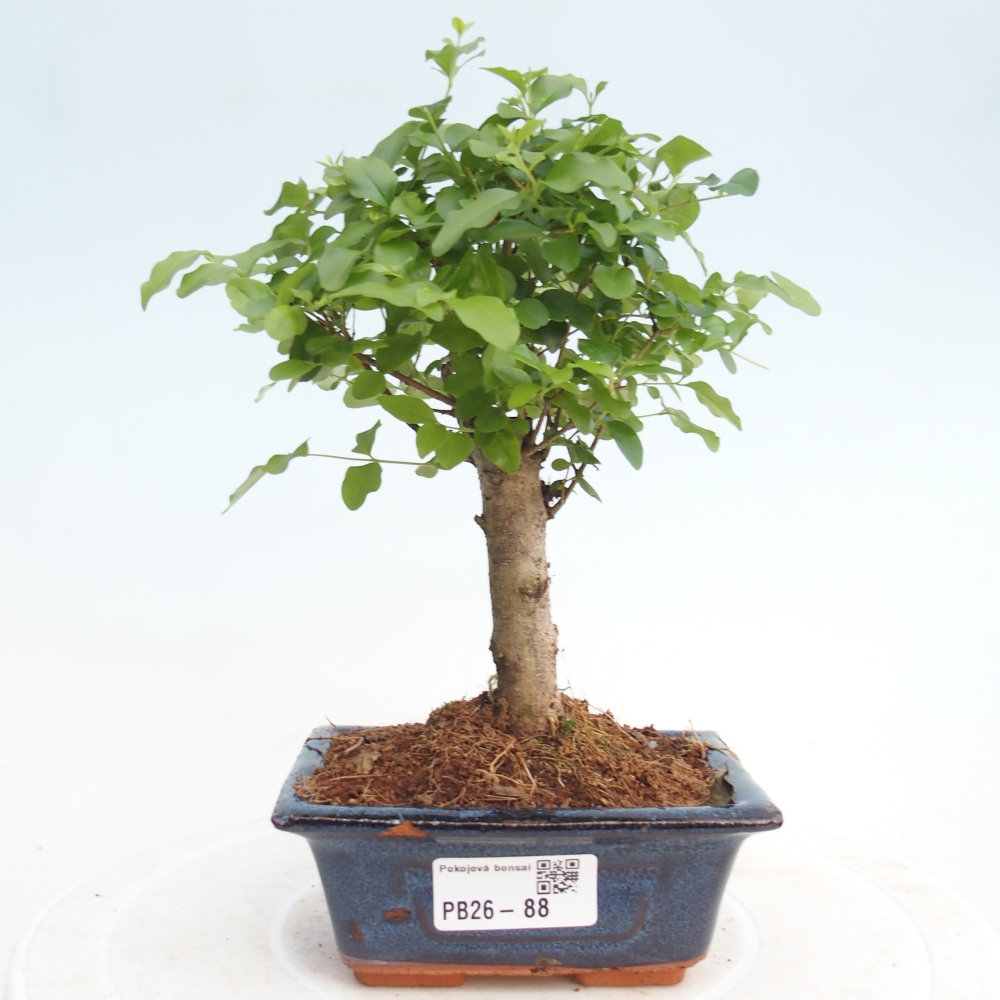 Room bonsai -Ligustrum chinensis - Birds Beak