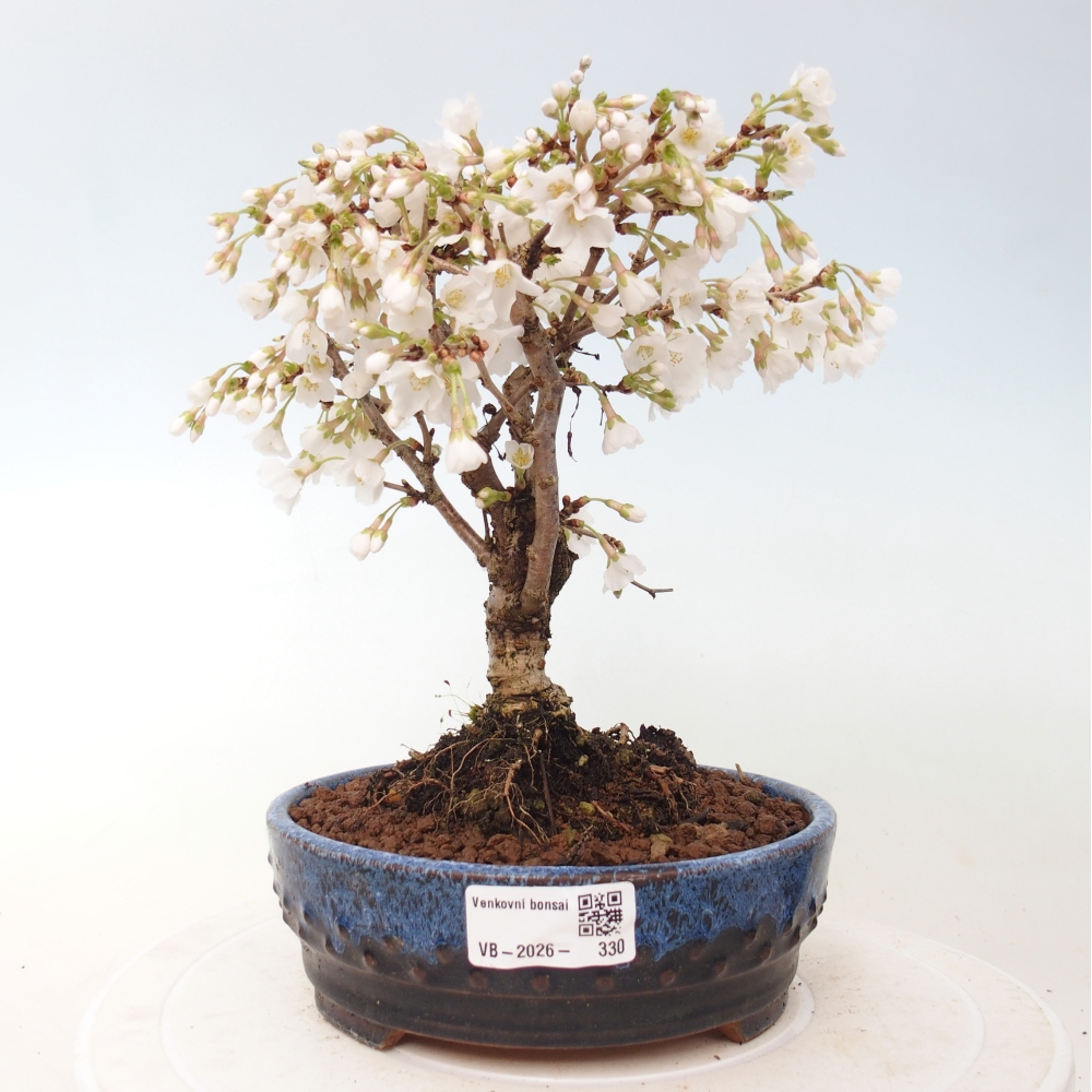 Outdoor bonsai - Prunus incisa Kojou-no mai-Plivon cut out