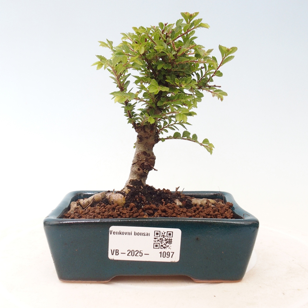 Outdoor bonsai - Ulmus parvifolia Sagei - Small-leaved elm