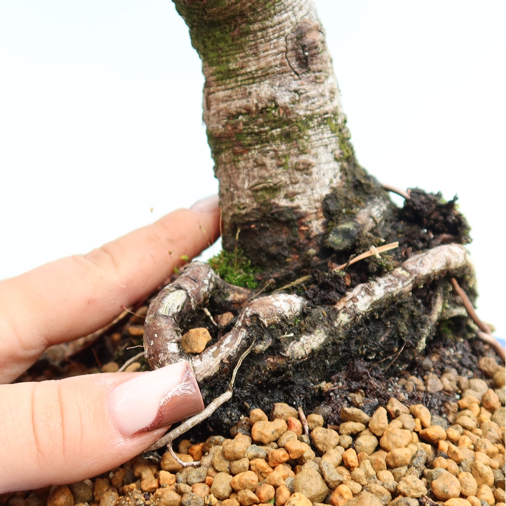 Outdoor Bonsai - Pinus mugo Humpy  - Mountain Pine