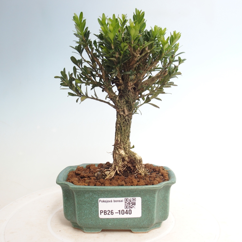 Room bonsai - Buxus harlandii - cork buxus