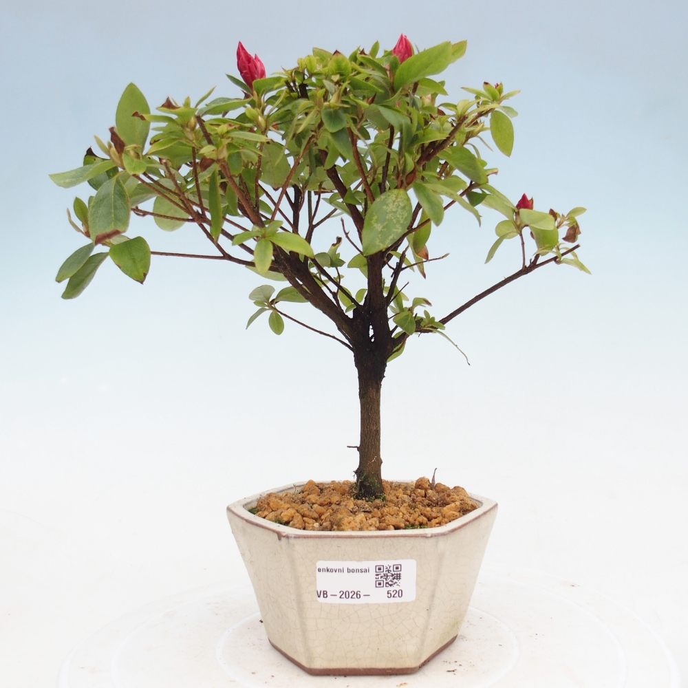 Outdoor bonsai - Japanese azalea - Azalea sp.