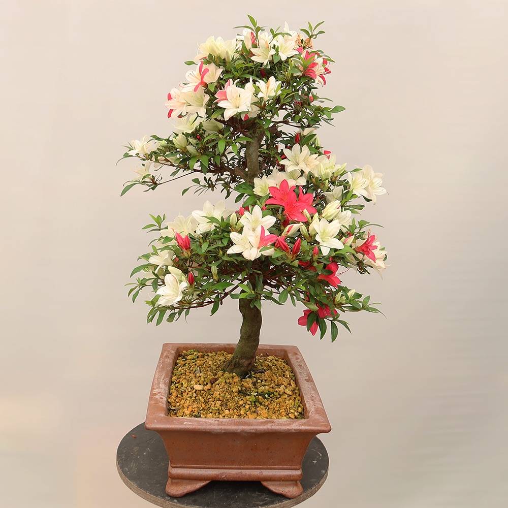 Outdoor bonsai - Japanese azalea - Azalea CHIHIRO