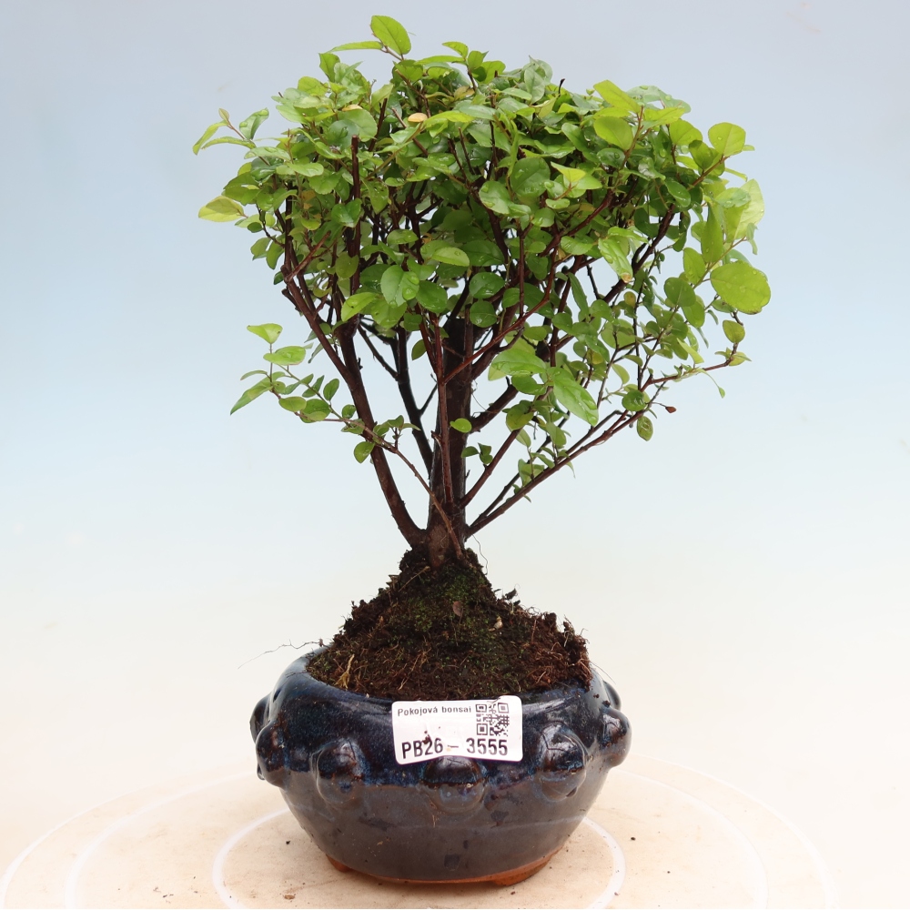 Room bonsai - Sageretia thea - Sageretia thea