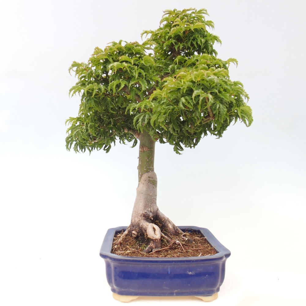 Outdoor bonsai -Javor palm Acer palmatum Shishigashira