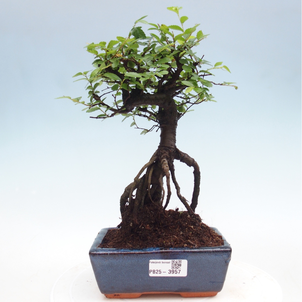 Room bonsai - Ulmus parvifolia - Small-leaved elm