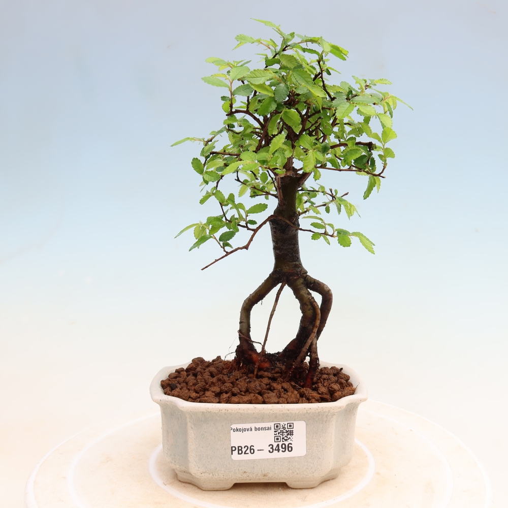 Room bonsai - Ulmus parvifolia - Small-leaved elm