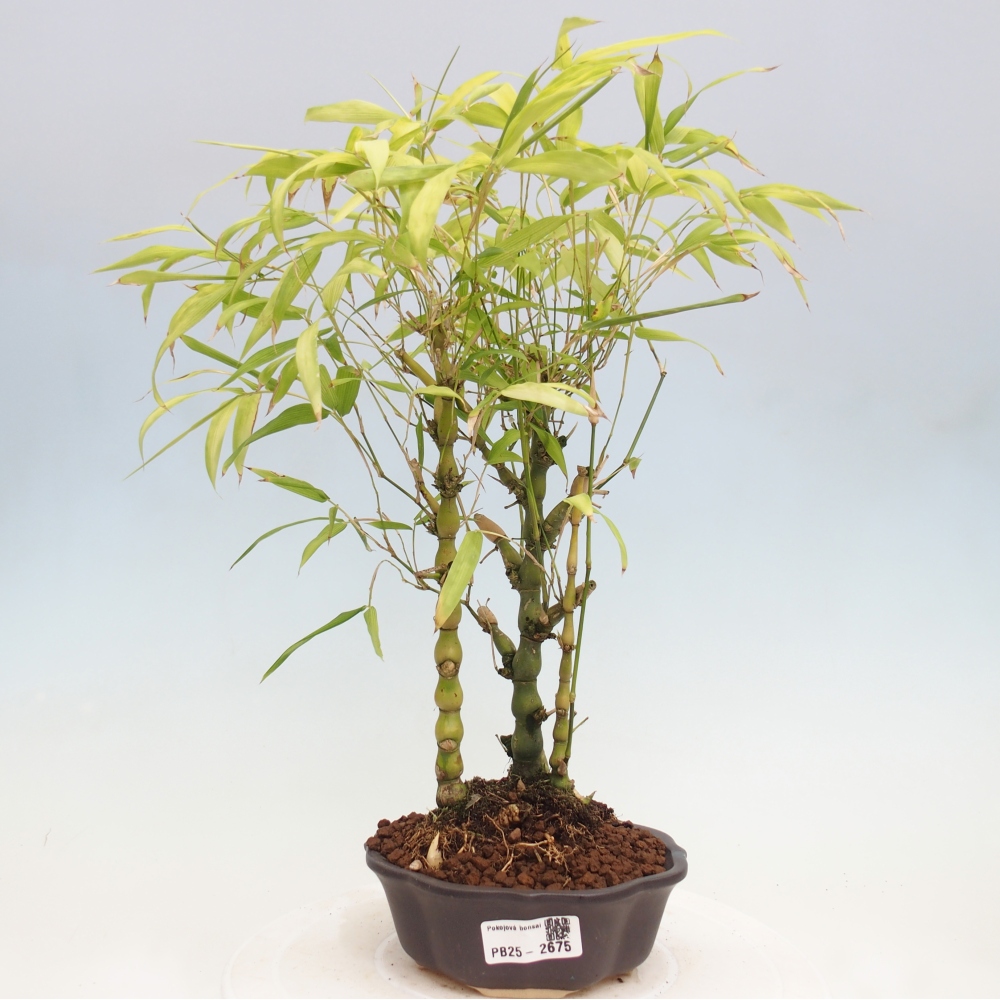 Indoor bonsai - Bamboo Buddha-Bamboo Buddha's belly