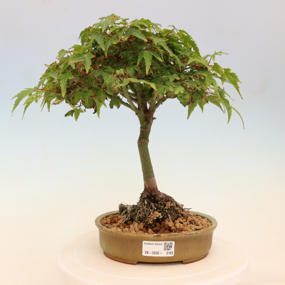 Acer palmatum KIOHIME - Palmetto maple