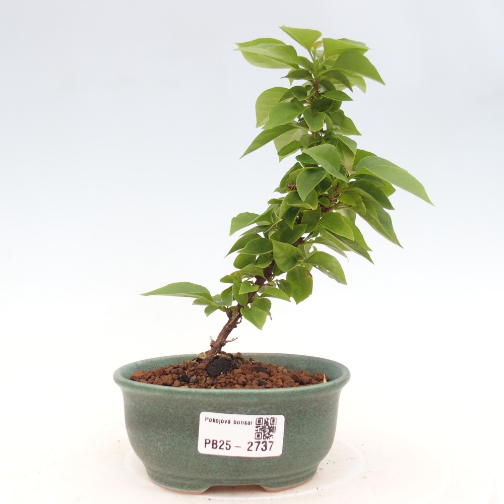 Indoor bonsai - Bouganwilea