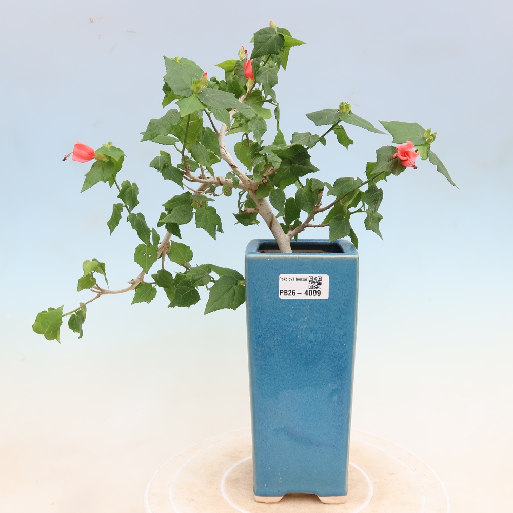 Indoor bonsai - Malvaviscus arboreus