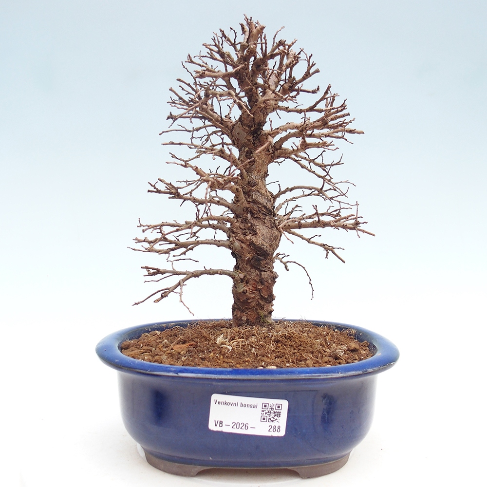 Outdoor bonsai - Zelkova - Zelkova NIRE