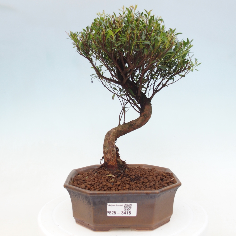 Room bonsai - Syzygium - Pimento