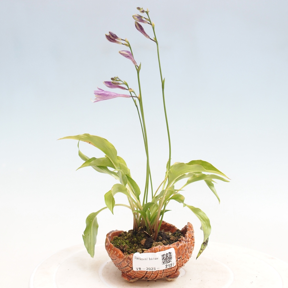 Outdoor bonsai - Mini Hosta - Goddess