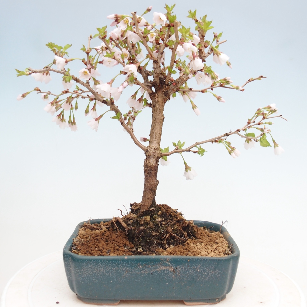 Outdoor bonsai - Prunus incisa Kojou-no mai-Plivon cut out