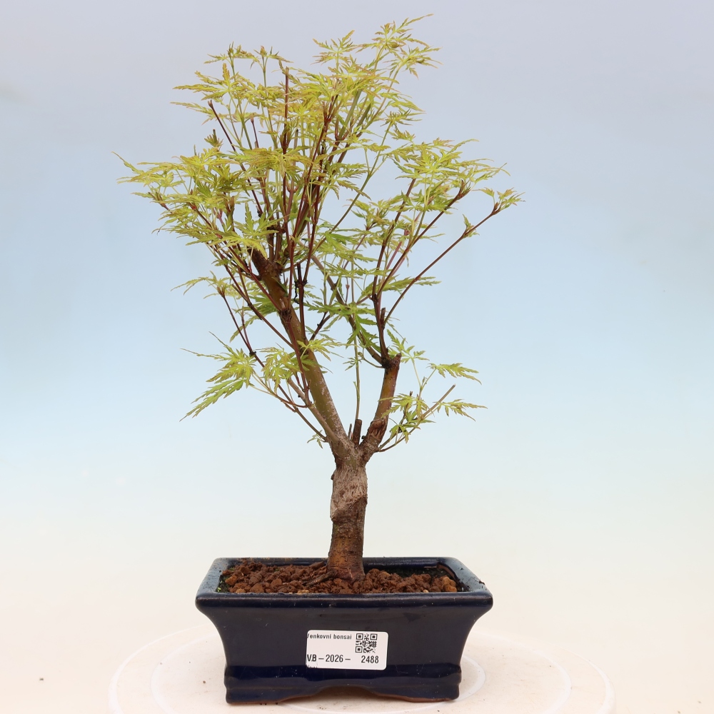 Outdoor bonsai - Acer palmatum Dissectum - Japanese Maple 