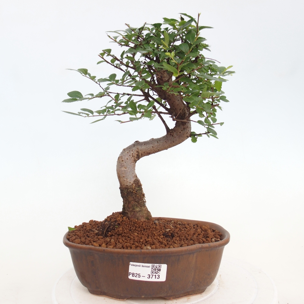 Room bonsai - Ulmus parvifolia - Small-leaved elm