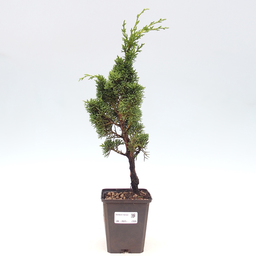 Outdoor bonsai - Juniperus chinensis Kishu - Chinese juniper