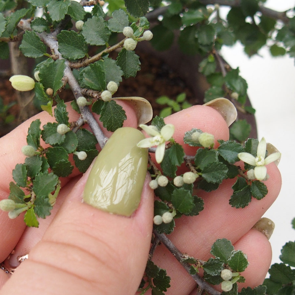 Indoor bonsai - Grewia sp. - Small-leaved Grewie