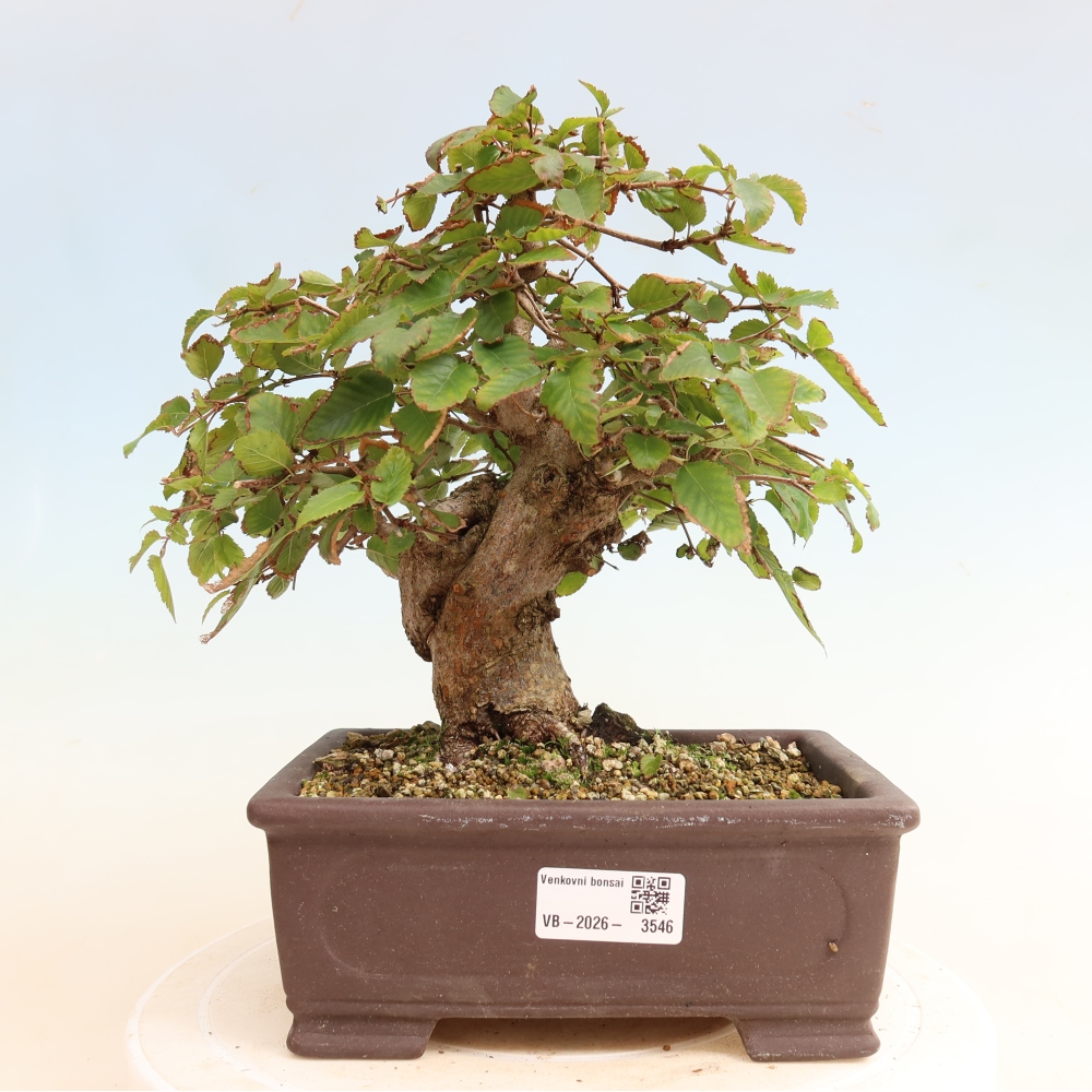Outdoor bonsai -Carpinus CARPINOIDES - Korean Hornbeam