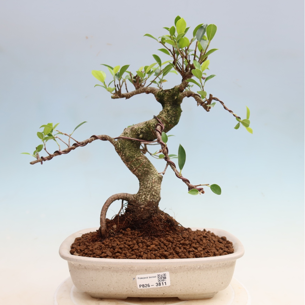 Room bonsai - Ficus kimmen - small-leaved ficus