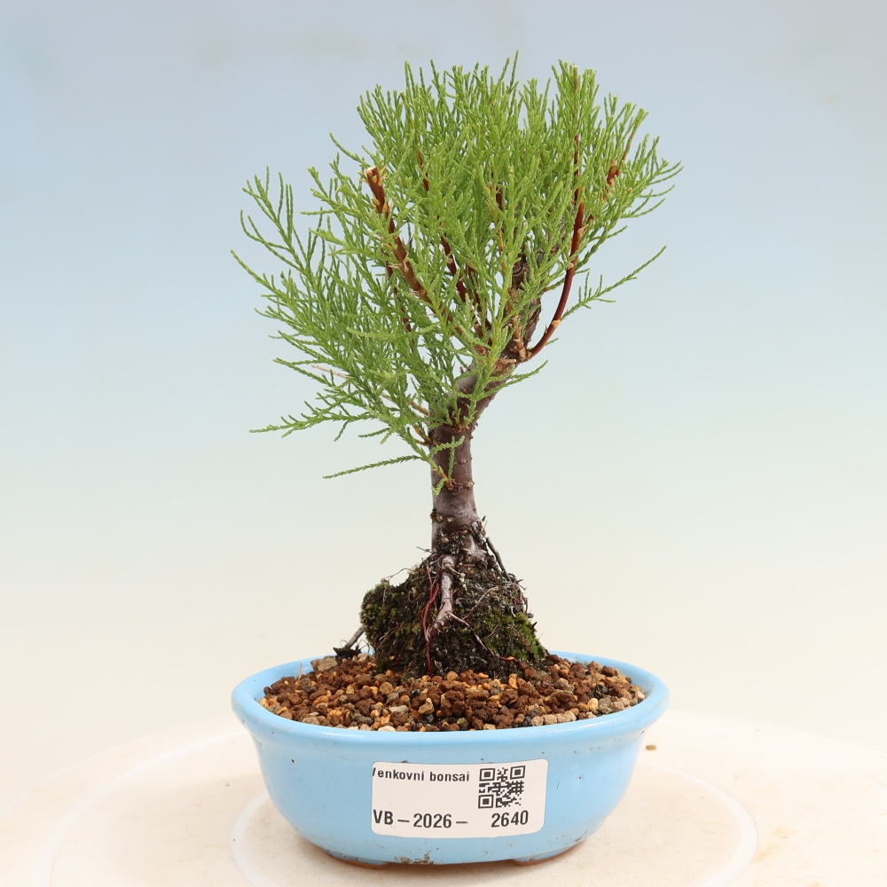 Outdoor Bonsai - Tamarisk - Tamarix