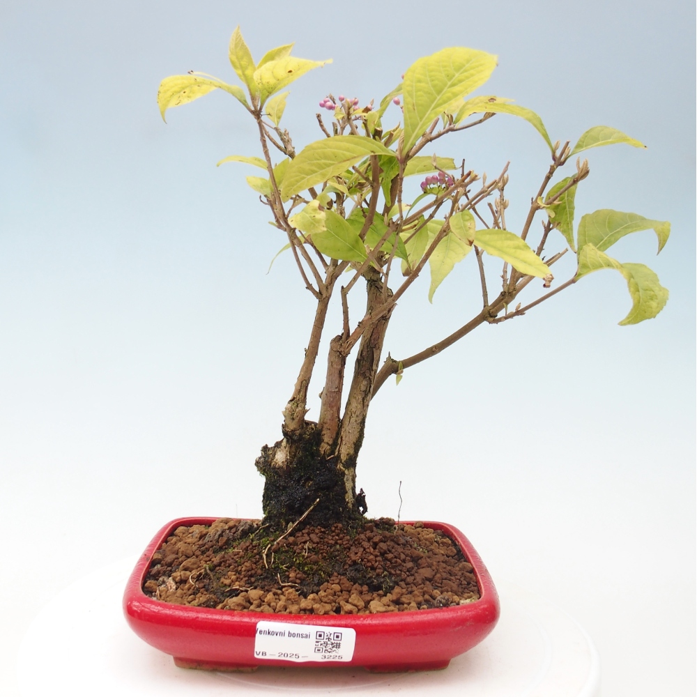 Outdoor bonsai - callicarpa jap Leucocarpa