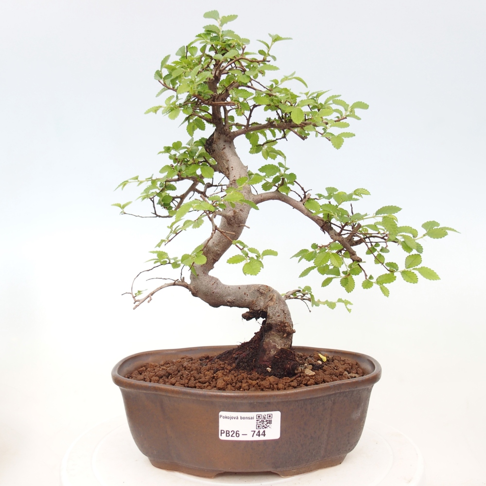 Room bonsai - Ulmus parvifolia - Small-leaved elm