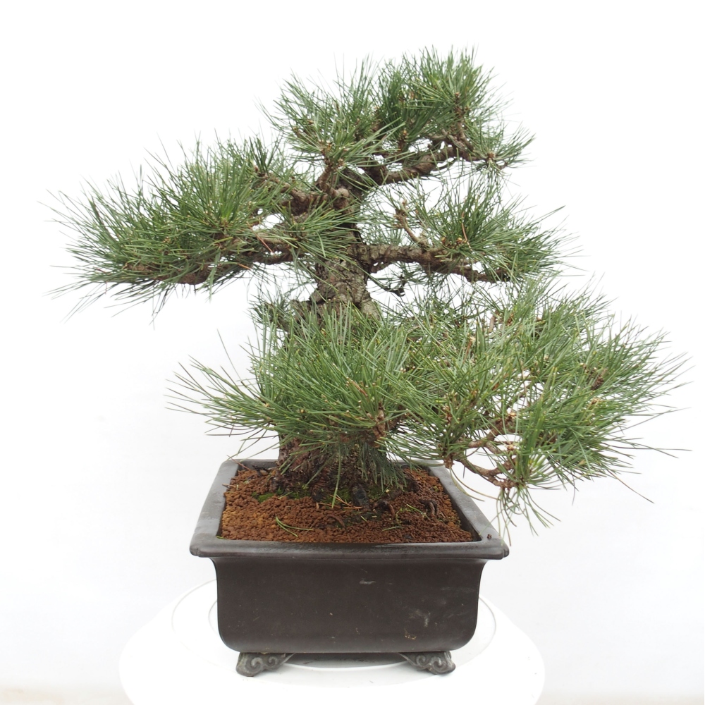 Outdoor bonsai - Pinus thunbergii - Thunberg pine