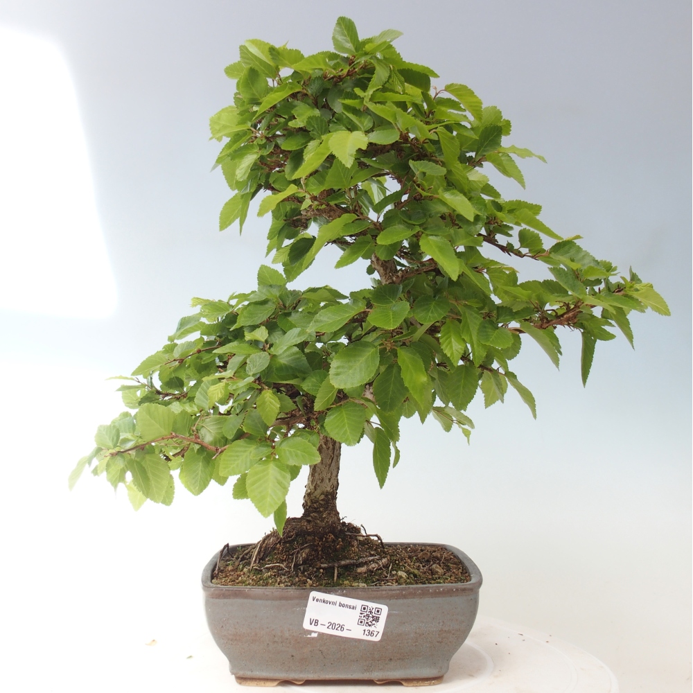 Outdoor bonsai -Carpinus CARPINOIDES - Korean Hornbeam