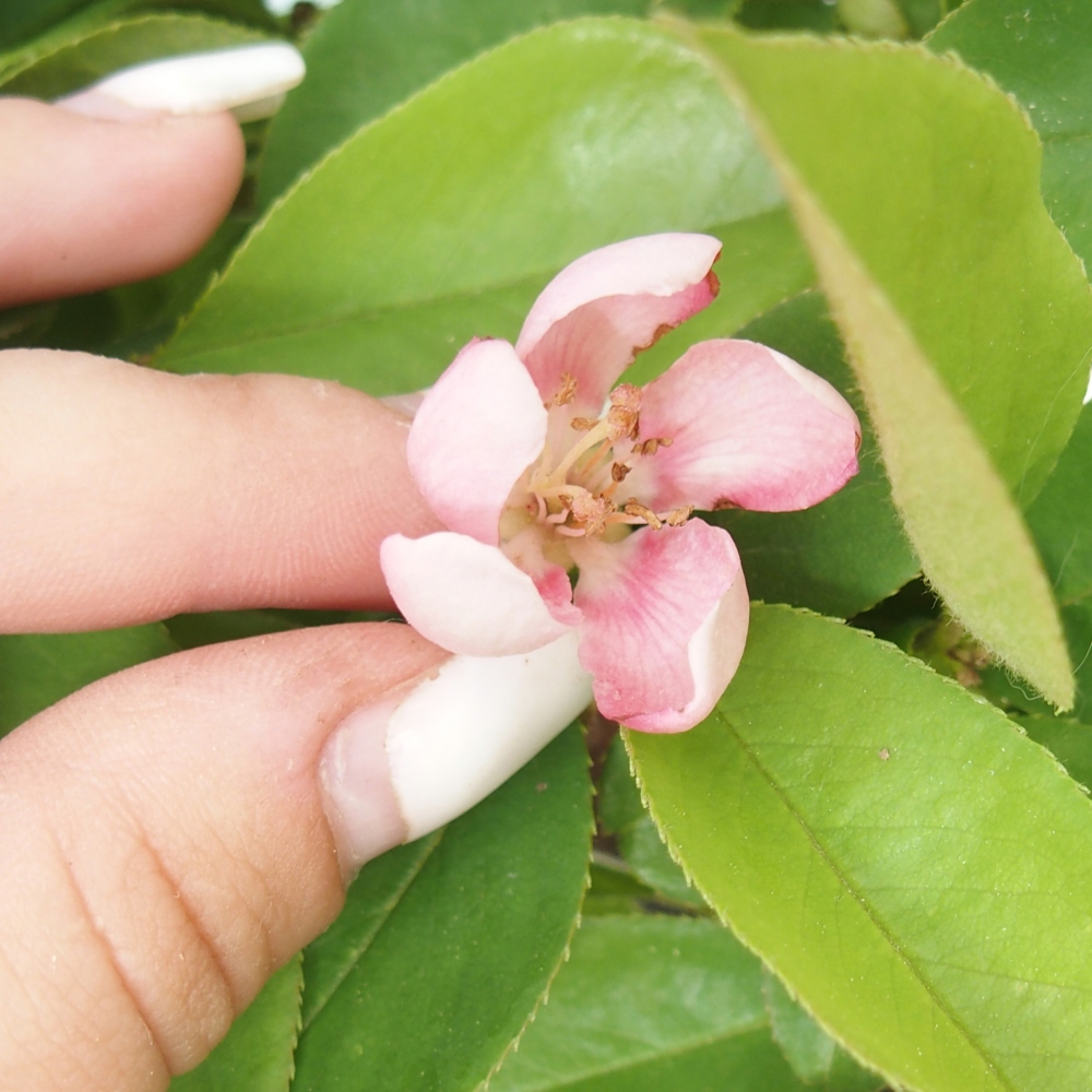 Outdoor bonsai - Pseudocydonia sinensis - Chinese quince