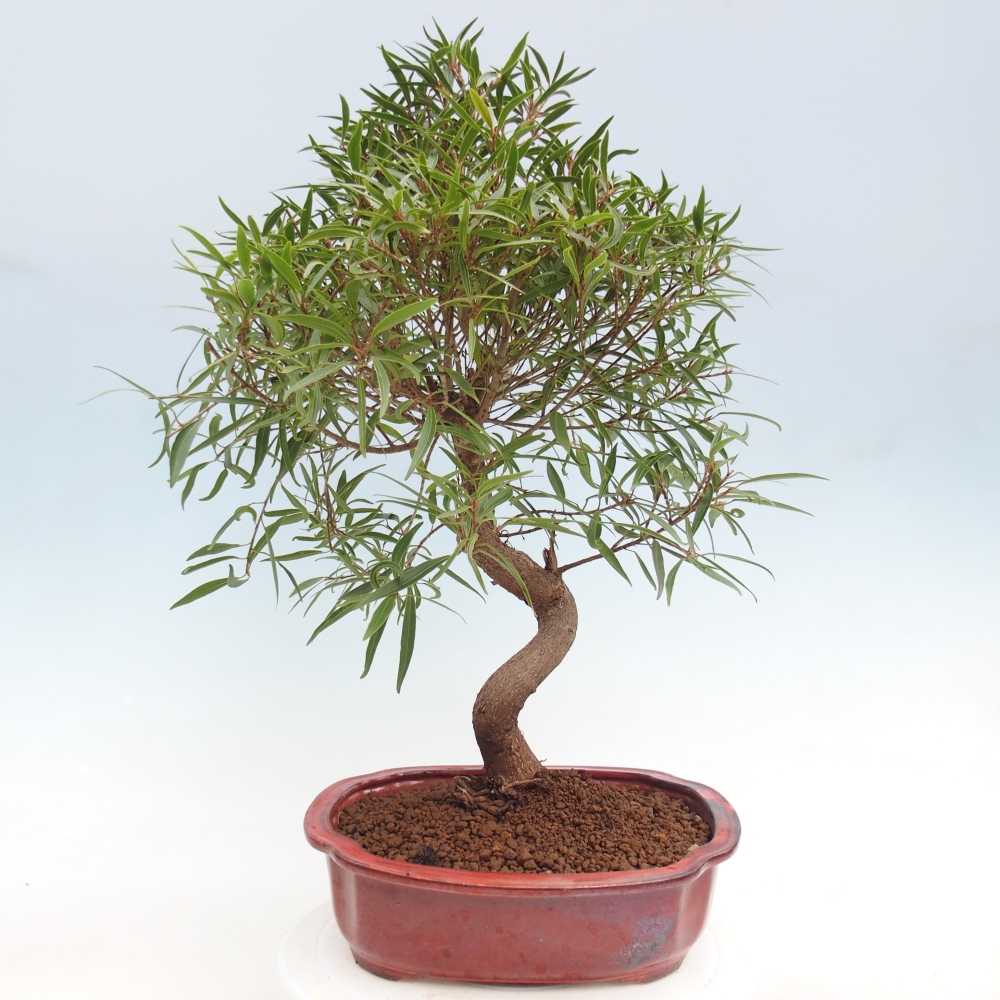 Room bonsai - Ficus nerifolia - small-leaved ficus