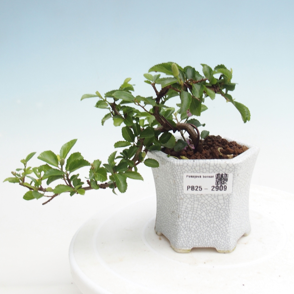 Indoor bonsai - Grewia occidentalis - Lavender star