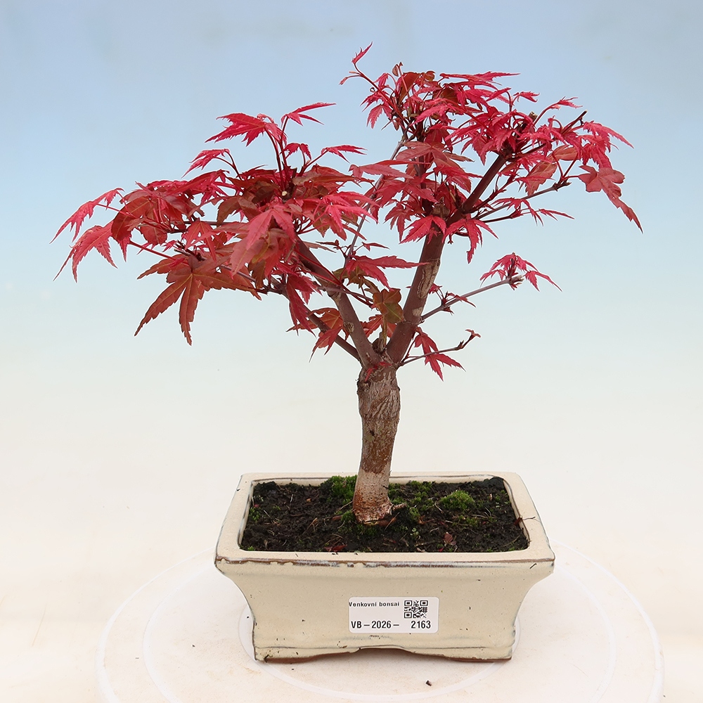 Outdoor bonsai - Acer palmatum DESHOJO