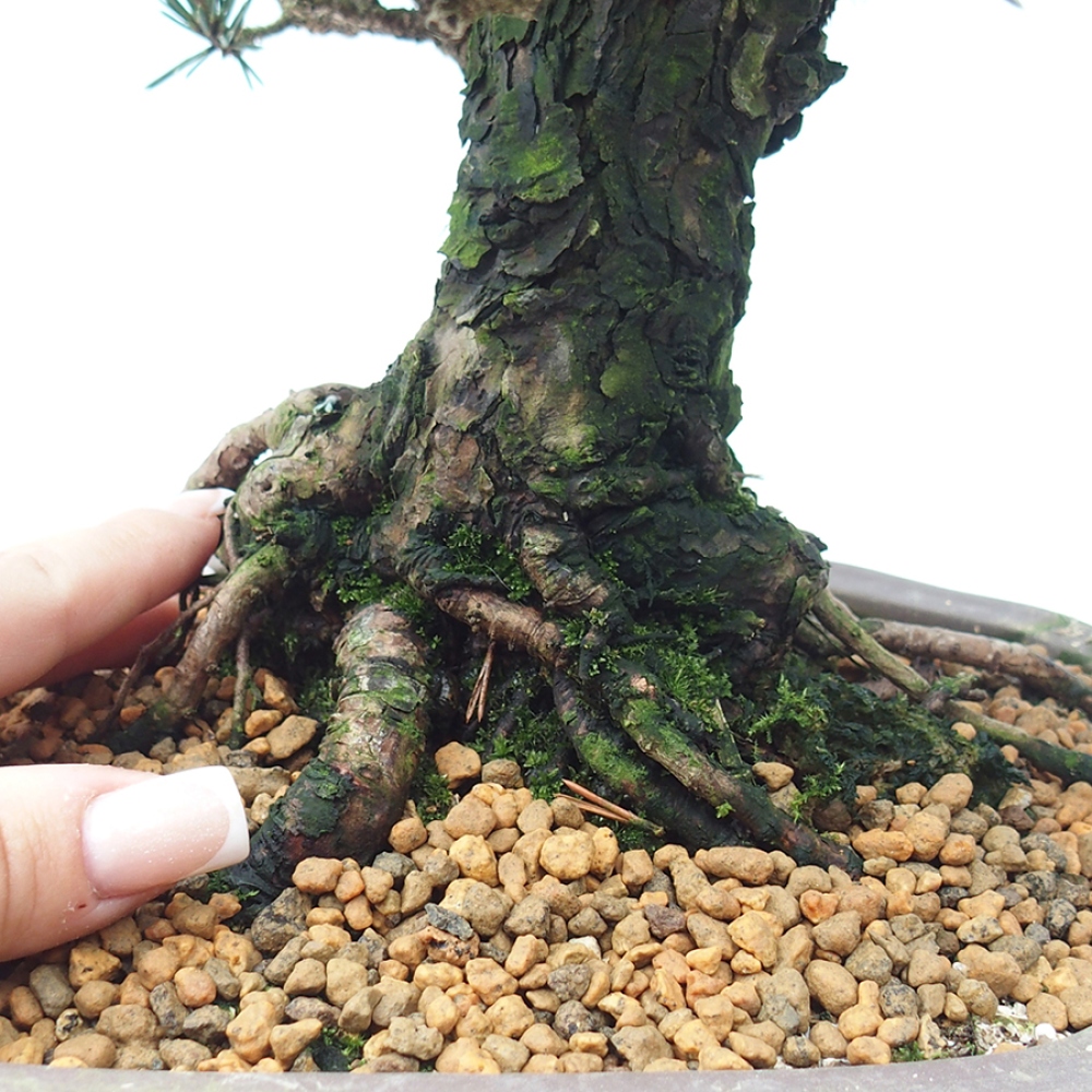 Outdoor bonsai - Pinus thunbergii Kotobuki - Thunberg pine
