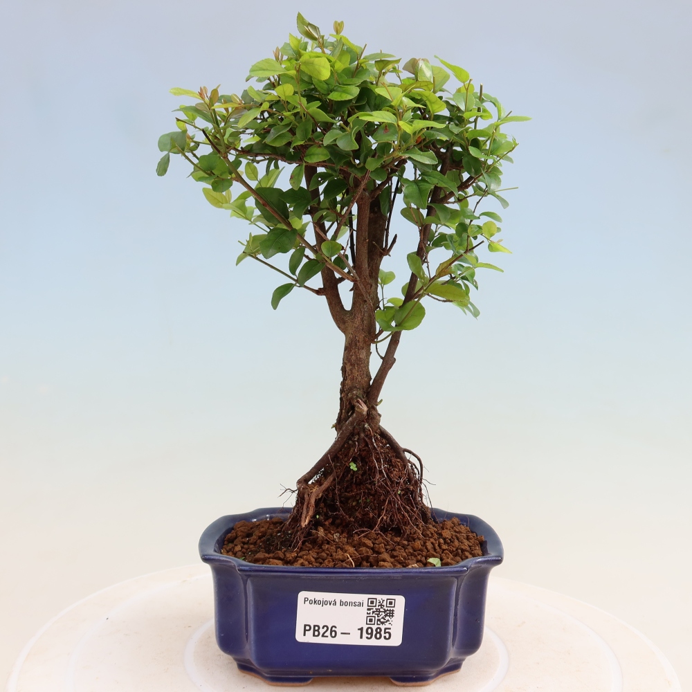Room bonsai - Sageretia thea - Sageretia thea