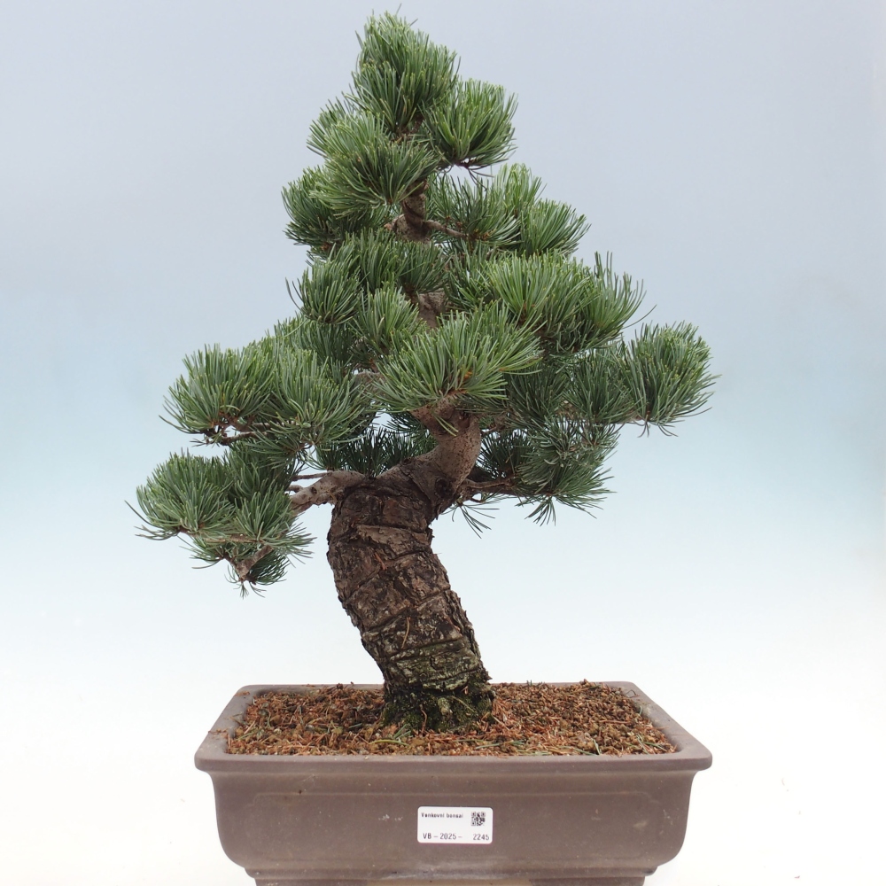 Outdoor bonsai - Pinus parviflora - Small pine tree