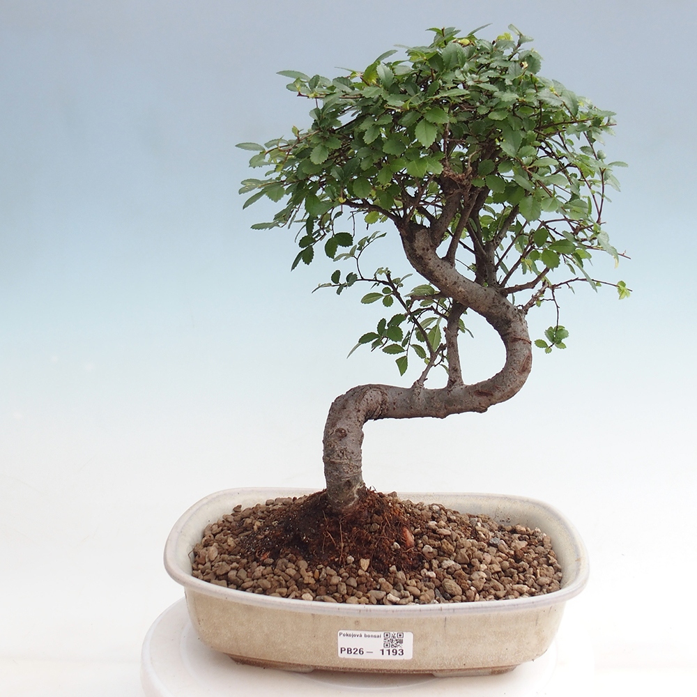 Room bonsai - Ulmus parvifolia - Small-leaved elm