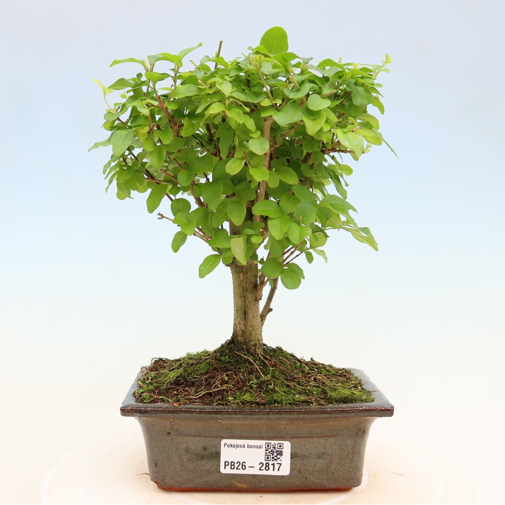 Room bonsai -Ligustrum chinensis - Birds Beak
