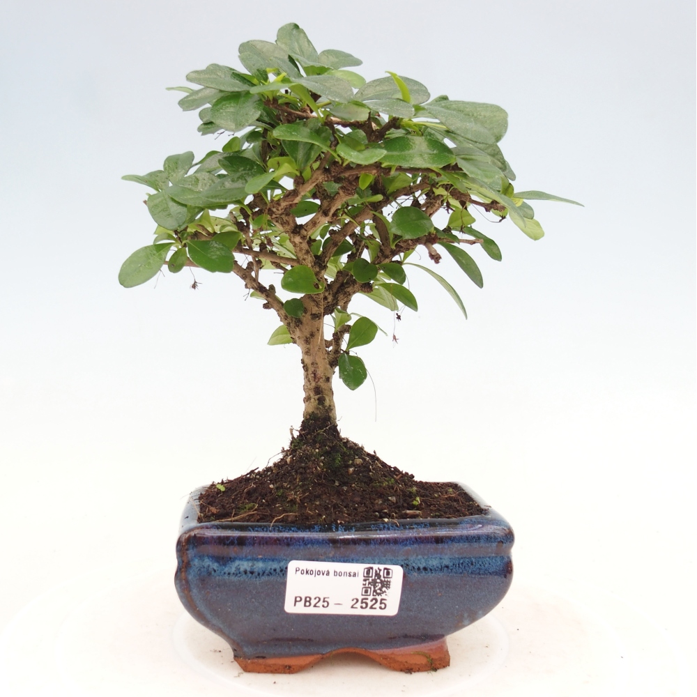 Indoor bonsai - Carmona macrophylla - Fuki tea