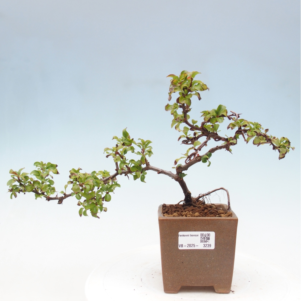 Outdoor bonsai - Chaenomeles with. Red Joy - Quince
