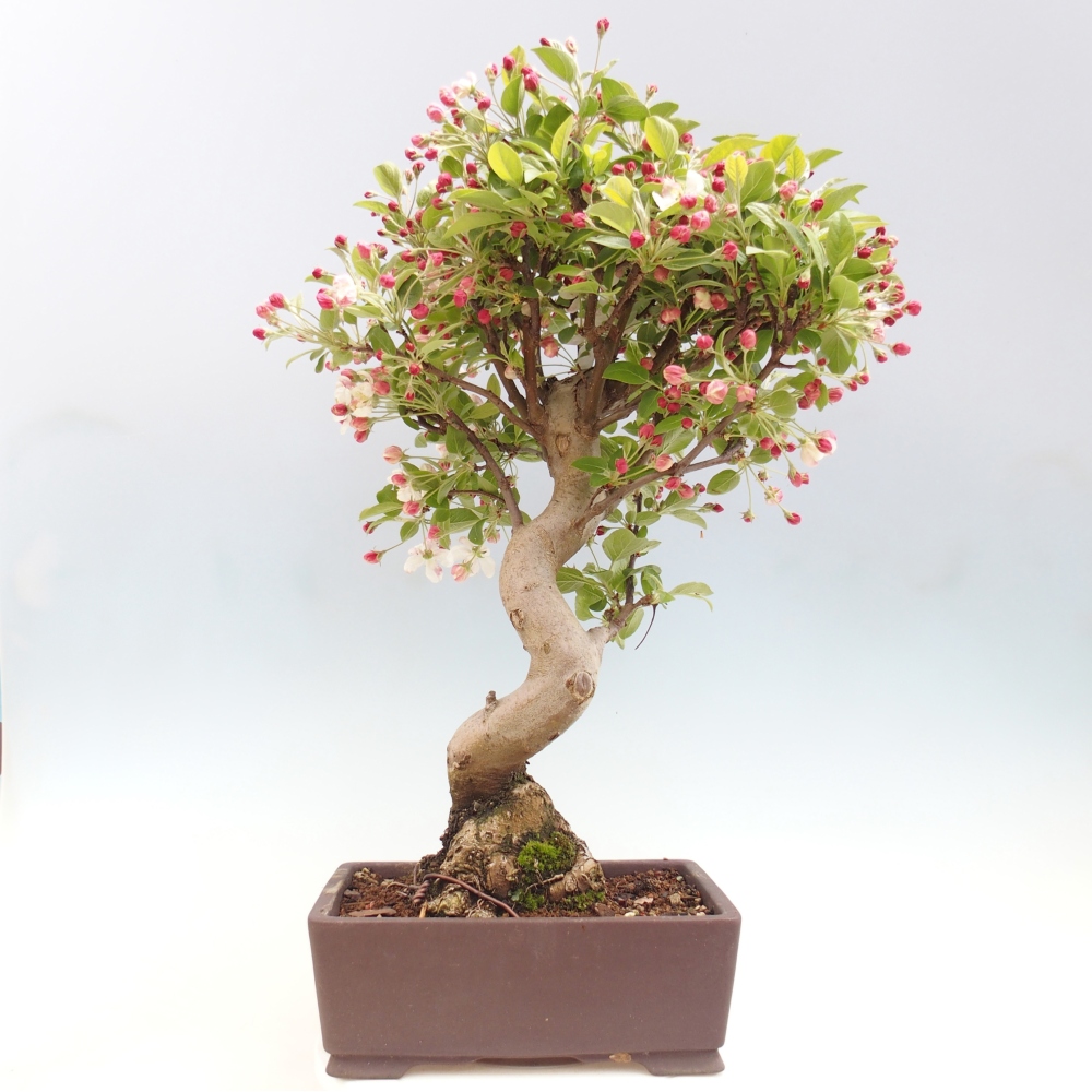 Outdoor bonsai -Malus halliana - Small-fruited apple tree