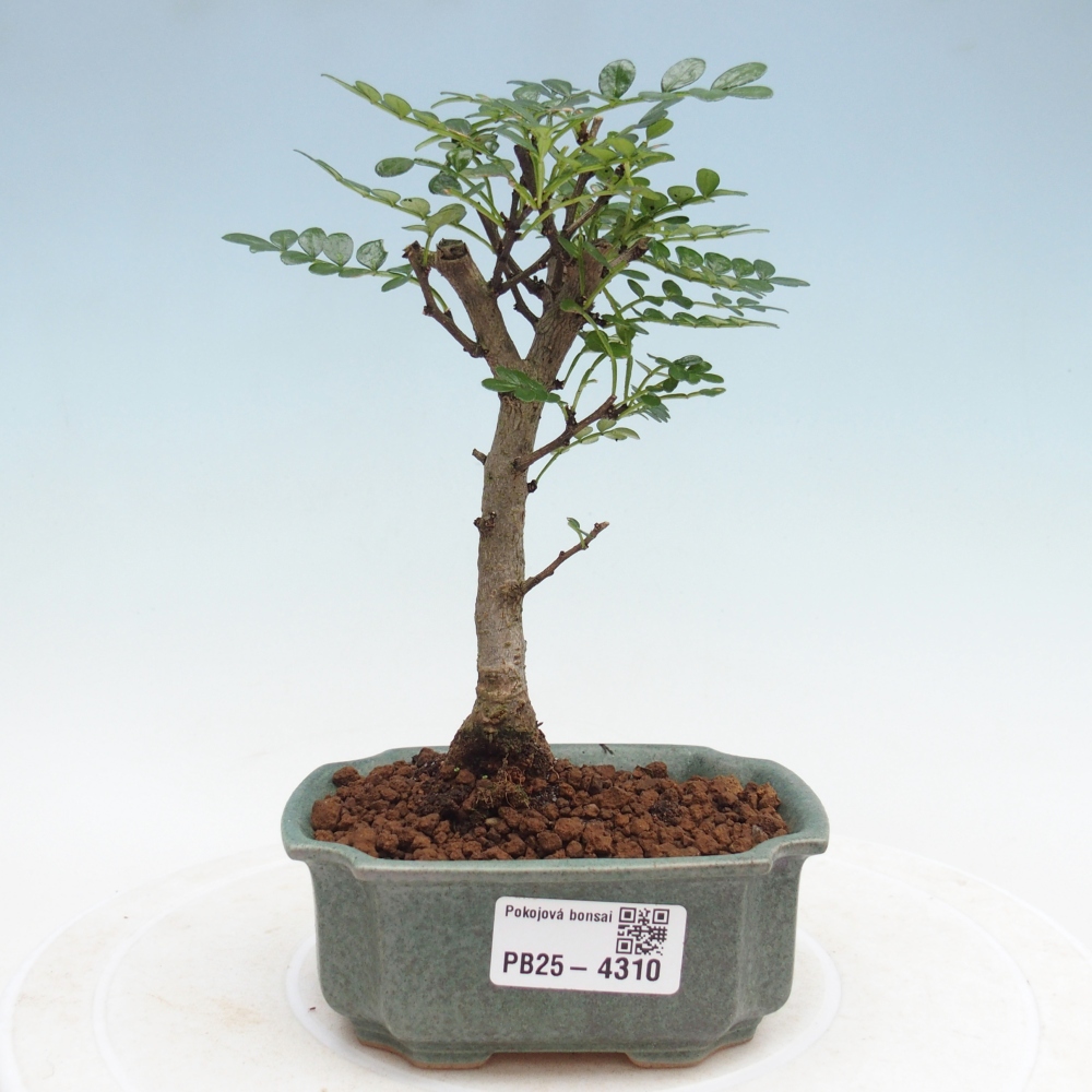 Room bonsai - Zantoxylum piperitum - pepper tree