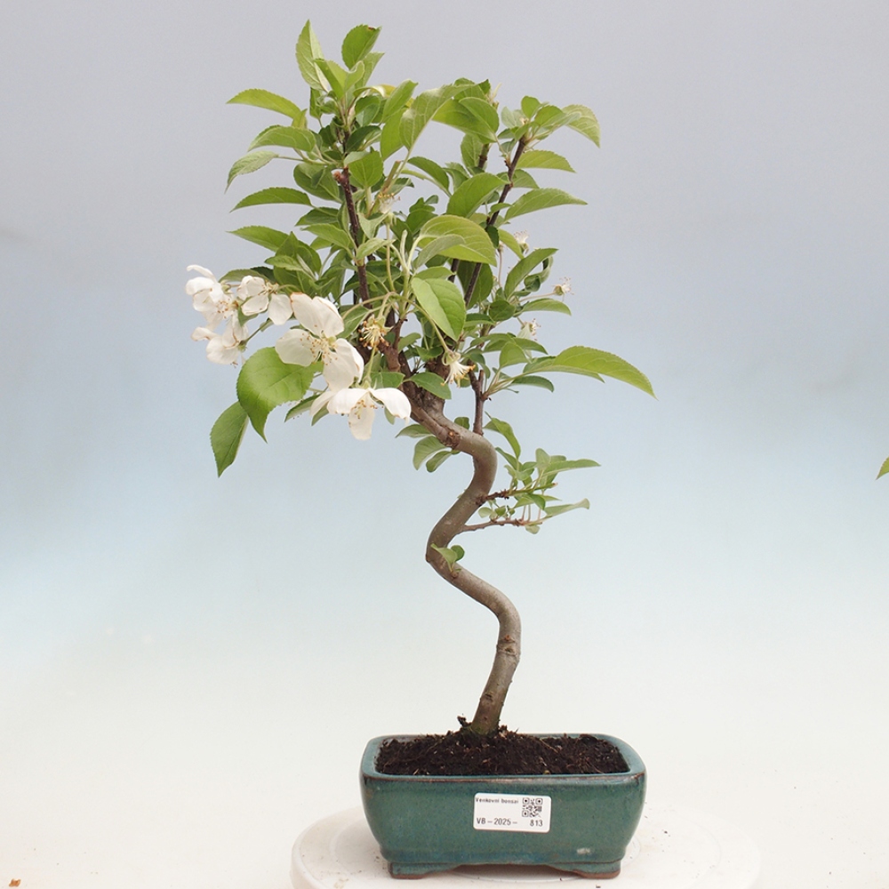 Outdoor bonsai - Malus halliana - Small-fruited apple tree