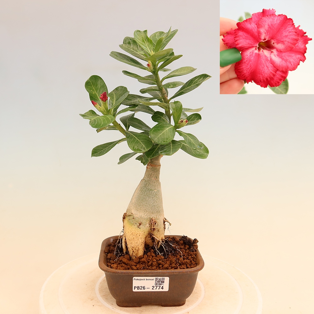 Indoor Bonsai - Adenium obesum, grafted V.F.S.326  - Desert Rose