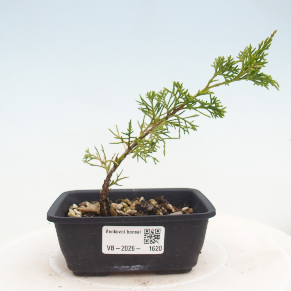 Outdoor bonsai - Juniperus chinensis Itoigawa