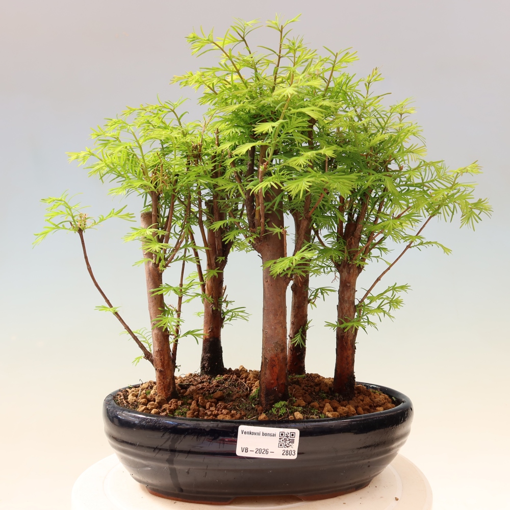 Outdoor Bonsai - Metasequoia glyptostroboides - Chinese Metasequoia - Grove