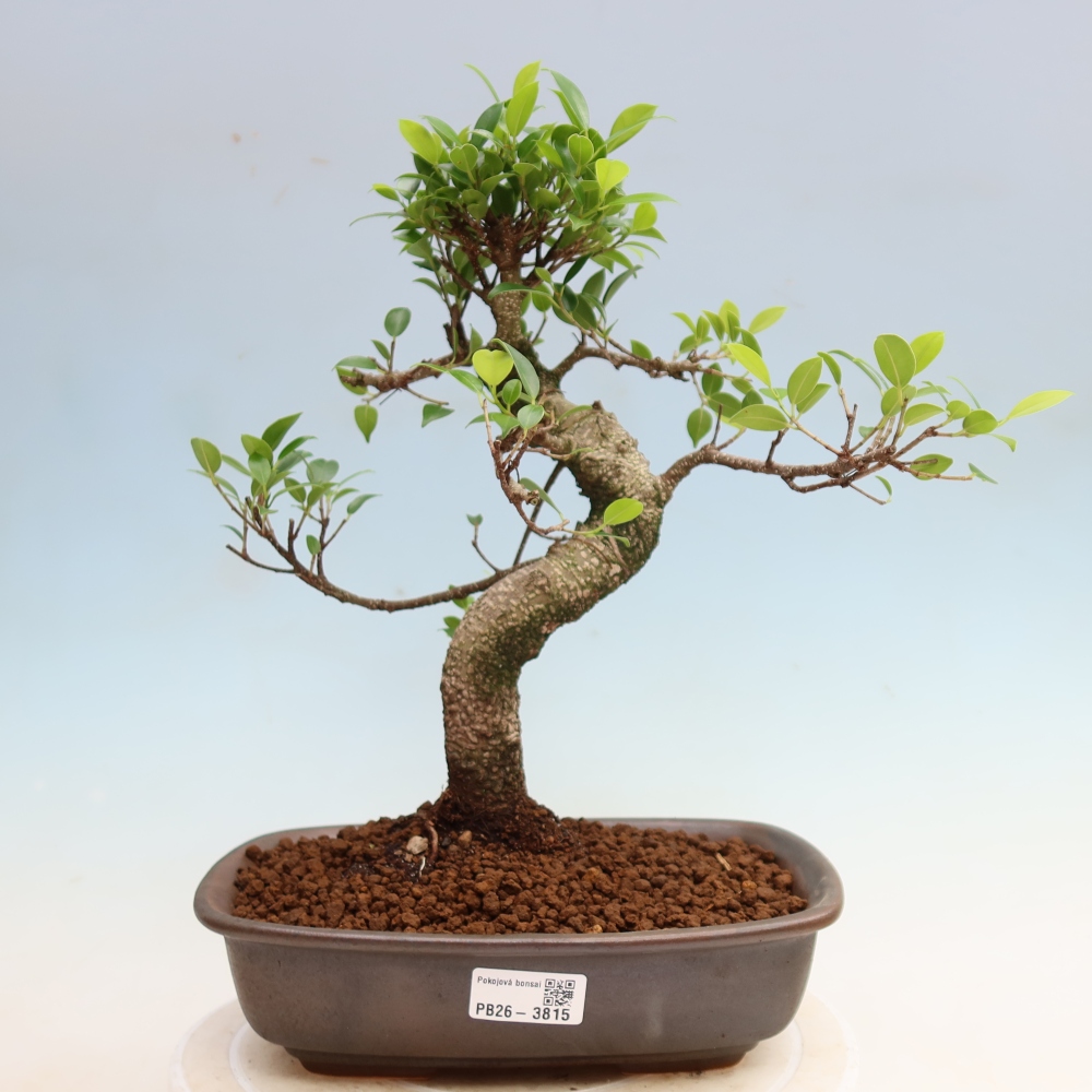 Room bonsai - Ficus kimmen - small-leaved ficus