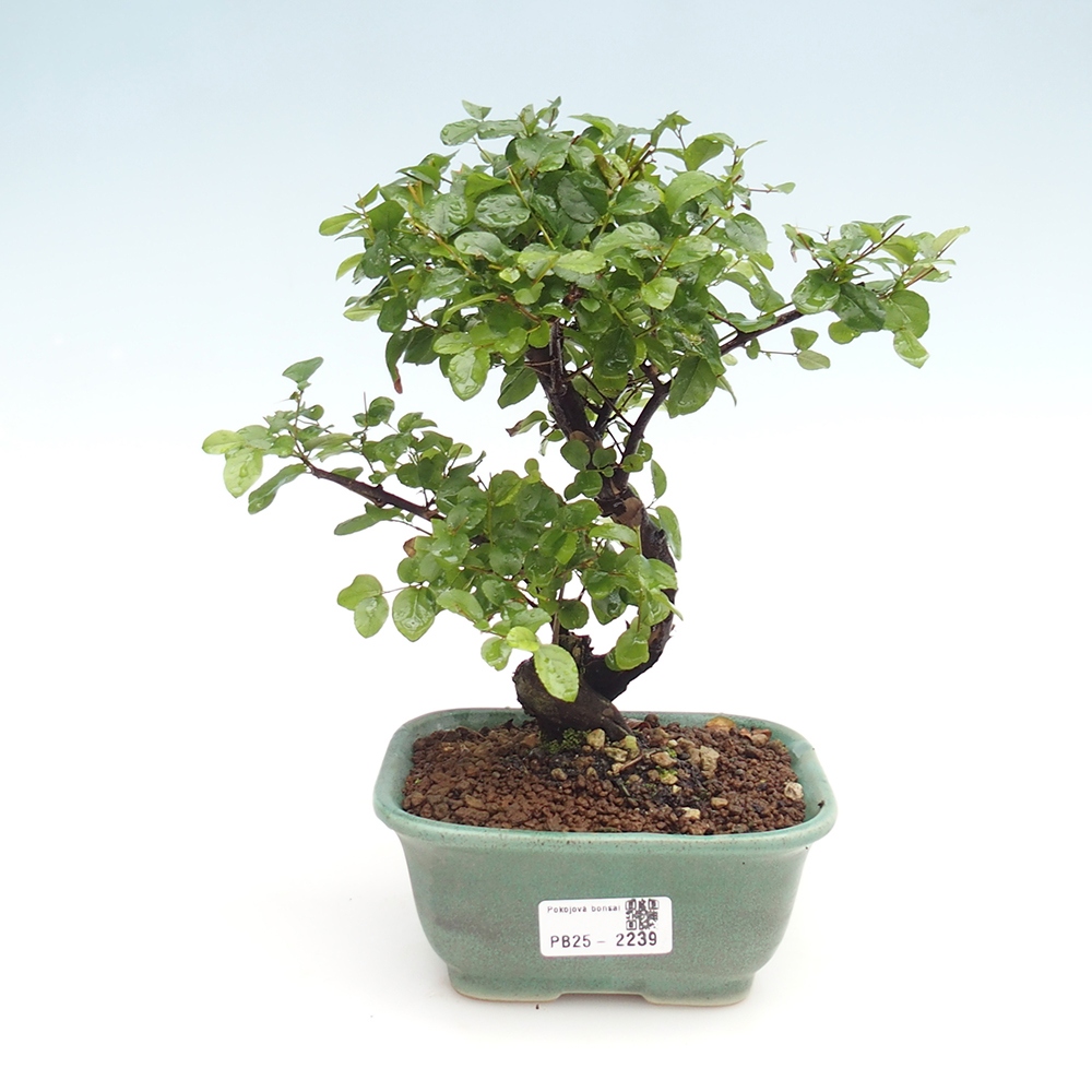 Indoor bonsai - Sagerécie thea - Sagerécie thea